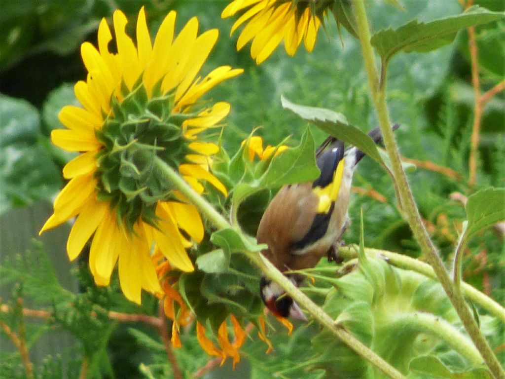 Cardellini (Carduelis carduelis) su girasoli